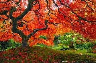 Why Do We Have To Thank The Tree Let Us Examine Trees Turn Carbon