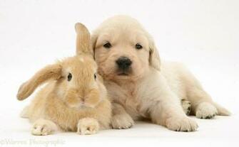 Two Golden Retriever Baby Wallpaper M5x
