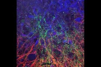 Cell Biology Wallpaper