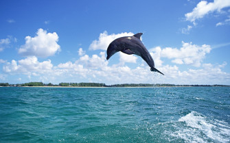 Dolphin Jumping Wallpaper