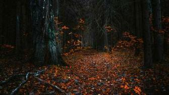 Nature Autumn Forest Wallpaper