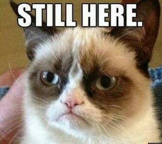 Grumpy Cat Apocalypse Tard The Parody Accounts Respond To Mayan