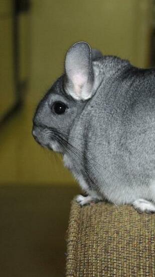 Wallpaper Chinchilla Tail Fur