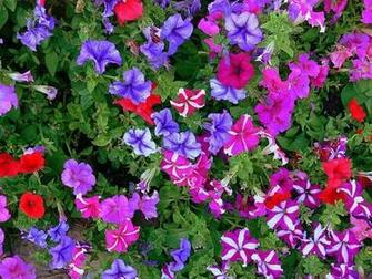 Fantastic Flowers In This World 2c Amazing Pictures Super High