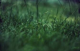Wallpaper Grass Macro Green Garbage Concentration Image For