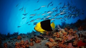 HD Wallpaper Widescreen