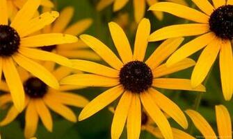 Black And White Wallpaper Yellow Flowers Close Up Picture