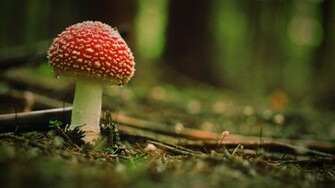 Wallpaper Beautiful Poison Mushroom In The Woods