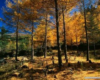 Autumn Fall Forest Wallpaper Art Print Desktop
