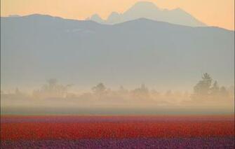 Wallpaper Field Mountains Fog Dawn Tulips Red Haze The