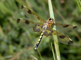 Dragonfly Screensaver Es Un Salvapantallas Que Contiene Una