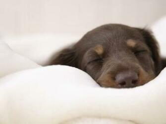 Miniature Tapet Dachshund Wallpaper