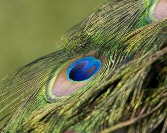 Peacock Feather Wallpaper HD Pictures Image