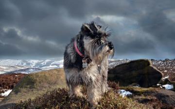 Schnauzer Wallpaper Top Background