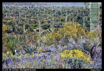 Sonoran Desert In Bloom Tucson Mountain District Saguaro National