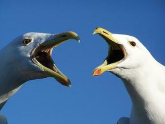 Birds Seagulls Blue Skies Wallpaper Animals HD