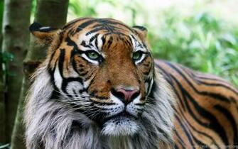 Liger Wallpaper Image