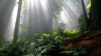 Mystical Forest Wallpaper