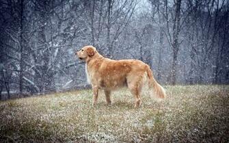 Golden Retriever Wallpaper Pictures Image