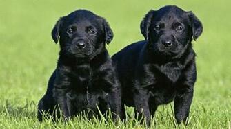 Black Lab Puppy Wallpaper