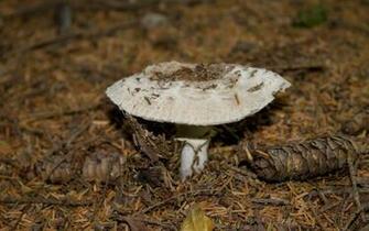 White Mushroom In The Forest Wallpaper