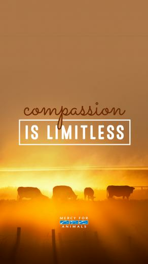 These Vegan iPhone Wallpaper Will Inspire You Chooseveg
