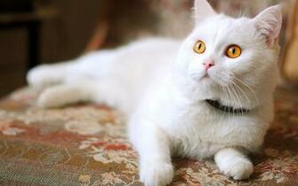 Beautiful Eyes White Cat Wallpaper HD Desktop And