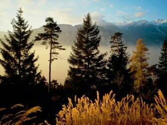 Twilight In The Woods Screensaver Screensavers