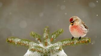 Common Redpoll Bing Wallpaper