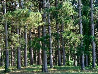Pine Forest iPhone Wallpaper Trending Space