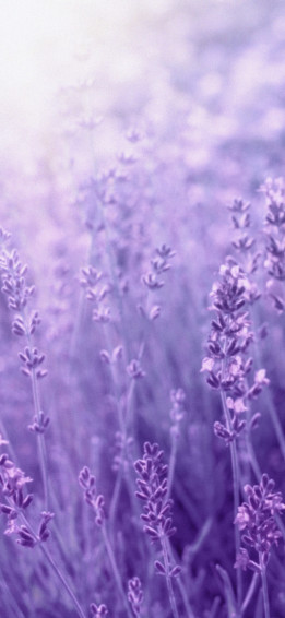 Aesthetic Lavender Wallpaper Light