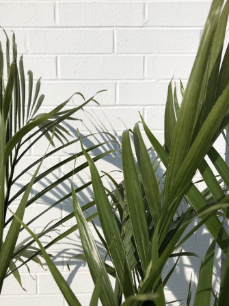 Green Plant Aesthetic Wallpaper On