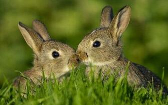 HD Wallpaper S Beautiful Baby Rabbits