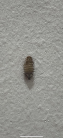 What Is This Carpet Beetle Wallpaper