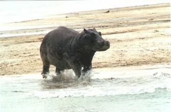 Hippo Wallpaper Background