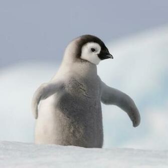 Baby Penguin Antarctica 4k HD Desktop Wallpaper For Ultra