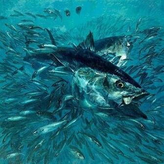 Tuna Wallpaper Imgkid The Image Kid Has It