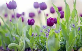 Beautiful Wallpaper For Desktop Tulip HD