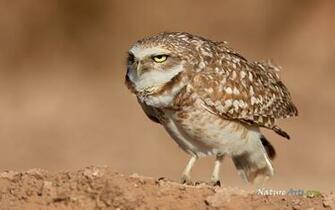 6th Of Desktop Wildlife Wallpaper Nature