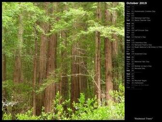 Mlewallpaper Redwood Trees Calendar