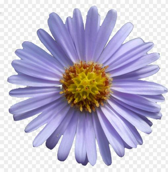 Aster Tataricus Printable Mothers Day Cards Png Image With