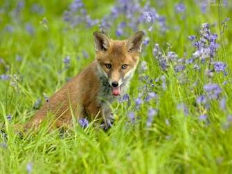 Baby Fox Wallpaper