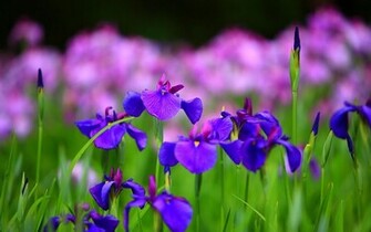 One Hundred Wallpaper Iris Summer Flowers HD