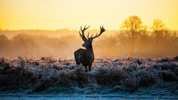 Deer 8k Wallpaper