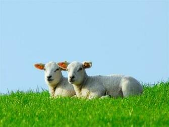 Lambs Wallpaper