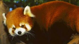 Red Panda Baby Wallpaper