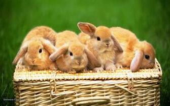 Cute Animals Random Wallpaper