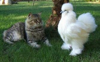 A Silkie Hen Chicken Or Ornamental With Kitten In Asian