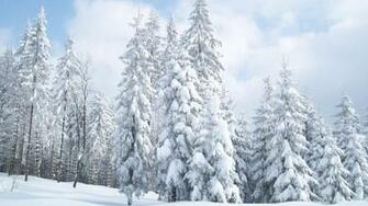 Snow Covered Fir Trees Wallpaper