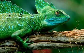 Lizard Wallpaper